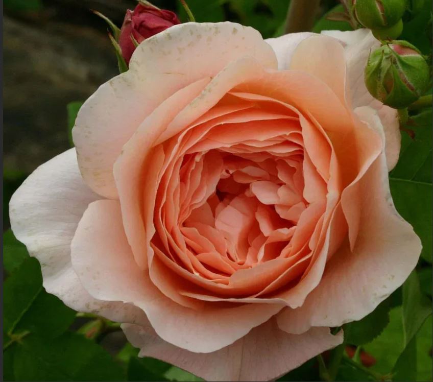 Эмбридж Роуз (Ambridge Rose)