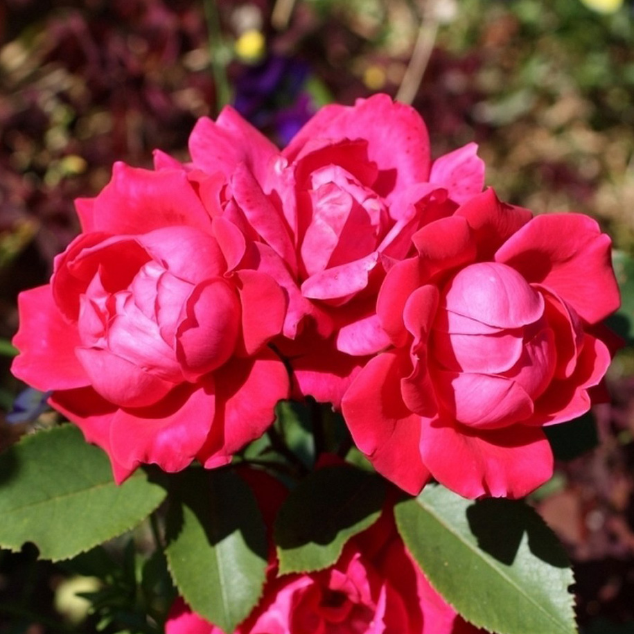 Кнок Аут Дабл (Knock Out Double) НОВИНКА ШРАБ