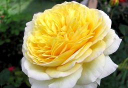 Нельсон Монфорт (Nelson Montfort) НЕКОНДИЦИЯ