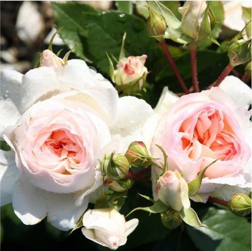 Стефани Баронин цу Гутенберг НЕКОНДИЦИЯ