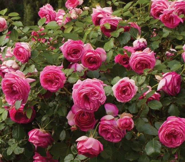 Цикламен Пьер де Ронсар (Cyclamen Pierre de Ronsard) НЕКОНДИЦИЯ