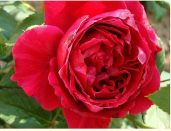 Дино де Лаурентис (Dino de Laurentiis) НЕКОНДИЦИЯ