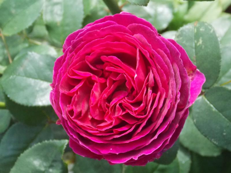 Дарк Леди (Dark Lady) Английская роза купить розы девида остина новинки
