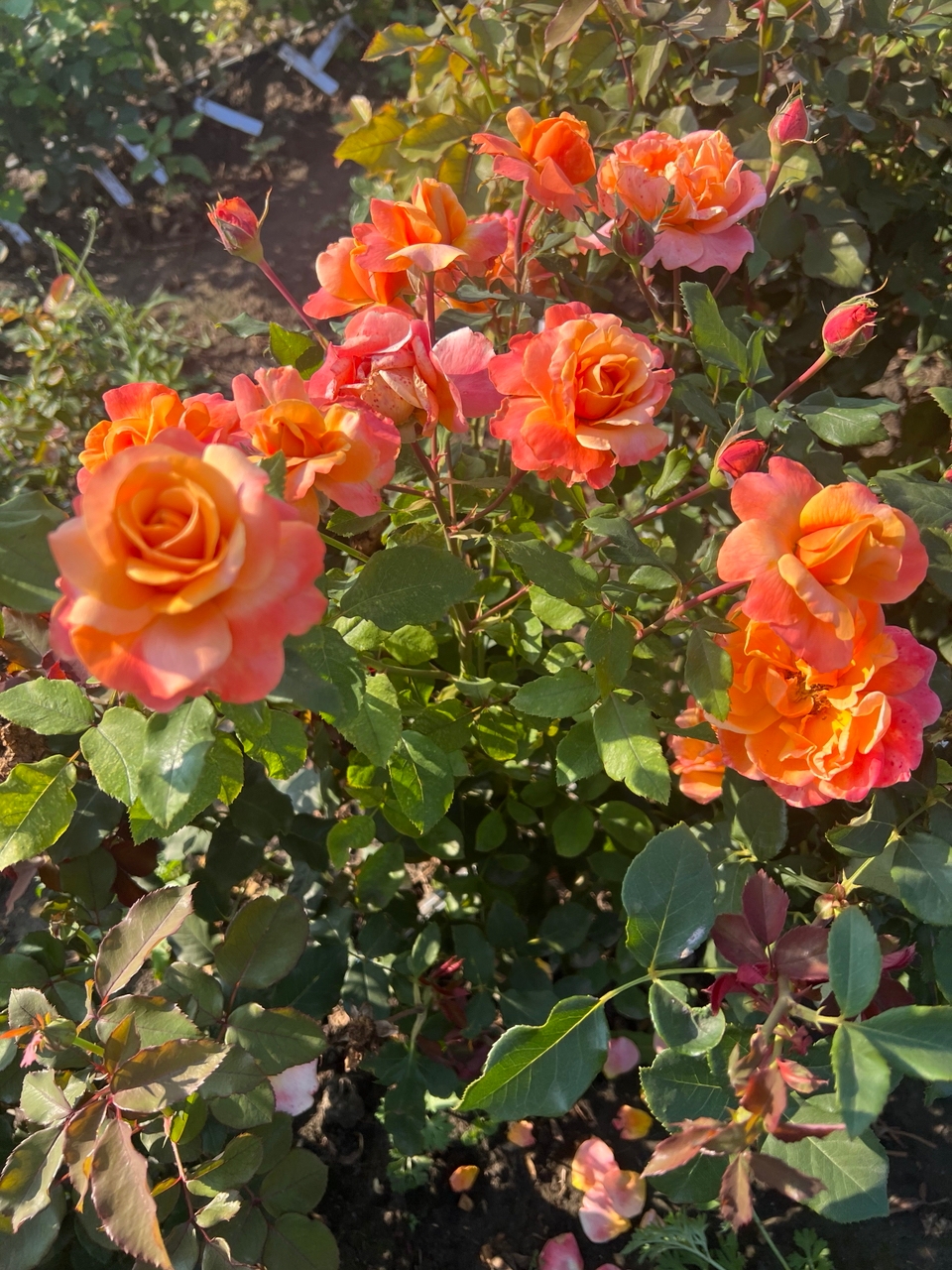 Френези (Frenesie) НОВИНКА ФЛОРИБУНДА