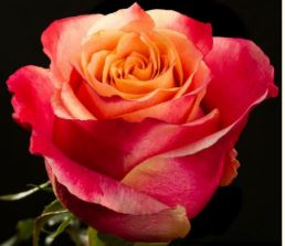 3Д (Rose 3D)  НОВИНКА НЕКОНДИЦИЯ