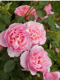 Дам де Шенонсо НЕКОНДИЦИЯ