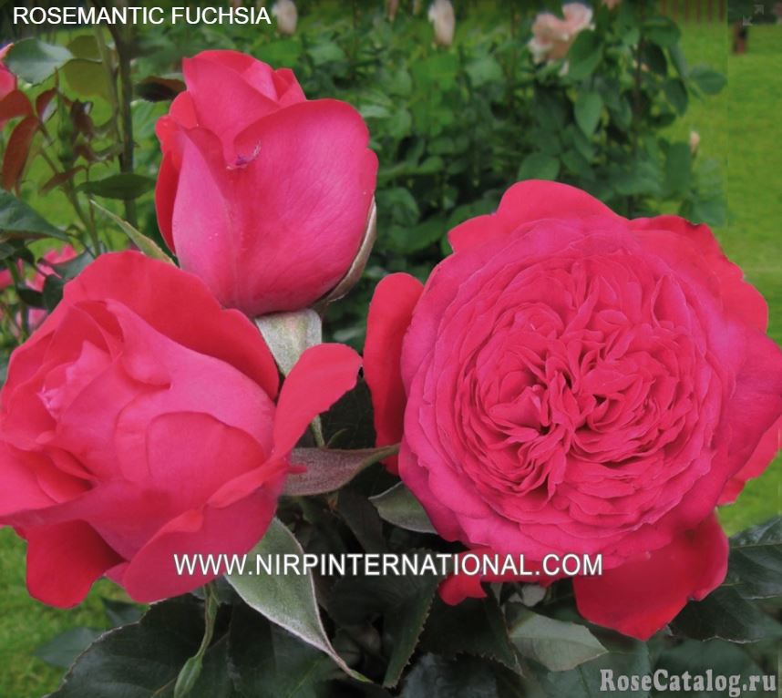 Роземантик Фуксия (Rosemantic Fuchsia) НОВИНКА ФЛОРИБУНДА