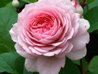Розенграфин Мария Генриетта (Rosa Rosengräfin Marie Henriette) НОВИНКА НЕКОНДИЦИЯ