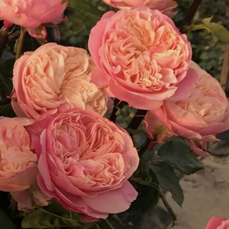 Викториан Классик (Victorian Classic) Пионовидная роза