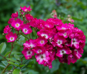 Маржори Фейр (  Marjorie Fair ) НЕКОНДИЦИЯ