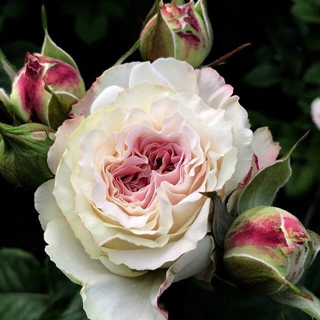 Дольче Саммерхаус (Dolce Summerhouse) НОВИНКА ПРЕМИУМ КЛАСС