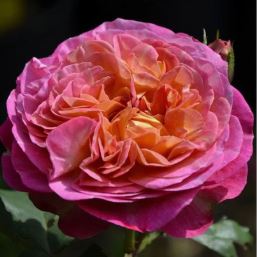 Ле розе де ля Мемори/Лё Рози де ля Мемуар (Rosa Le Rosier De La Memoire) НЕКОНДИЦИЯ