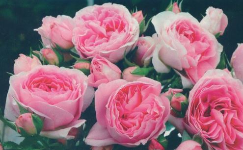 Делия (Delia) НОВИНКА ШРАБ НЕКОНДИЦИЯ