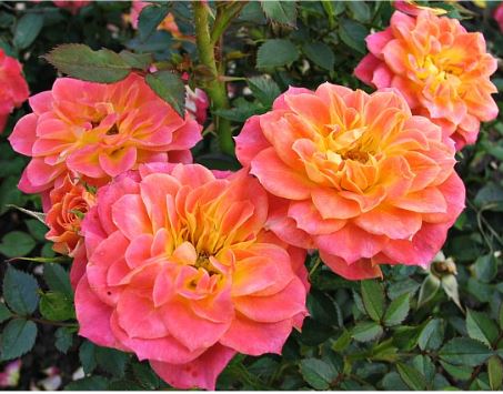 Мандарин (Mandarin) НЕКОНДИЦИЯ