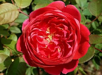 Бенджамин Бриттен (Benjamin Britten) НЕКОНДИЦИЯ