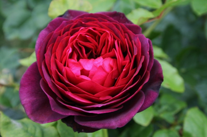 роза графиня астрид описание отзывы