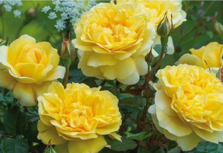 Шарлотт (Charlotte) НЕКОНДИЦИЯ