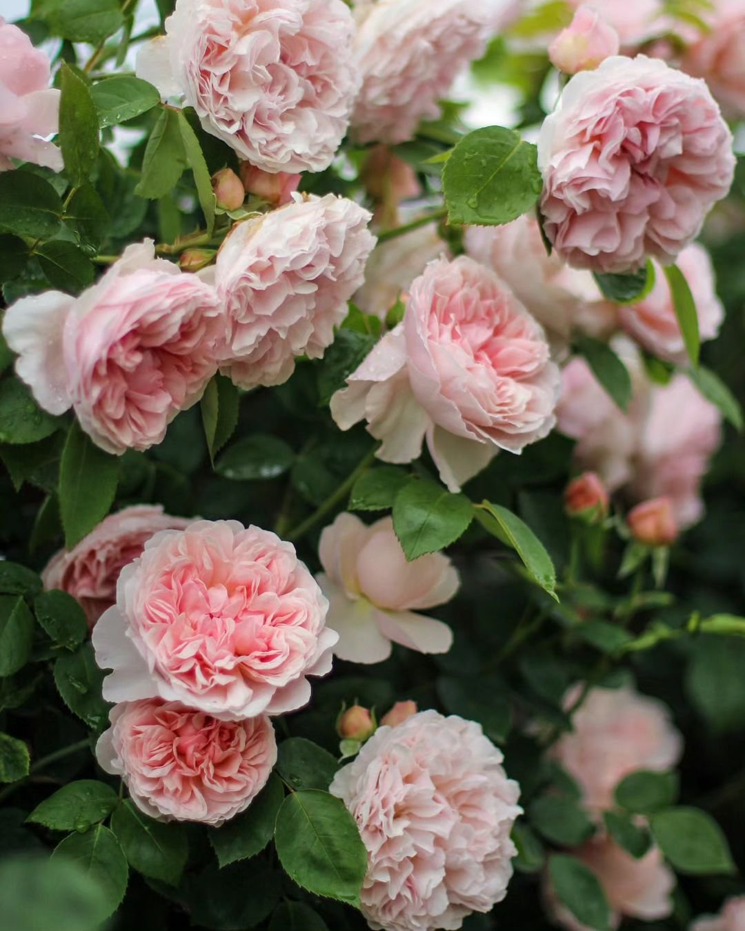 Сейнт Суитун (Saint Swithun) НОВИНКА АНГЛИЙСКАЯ