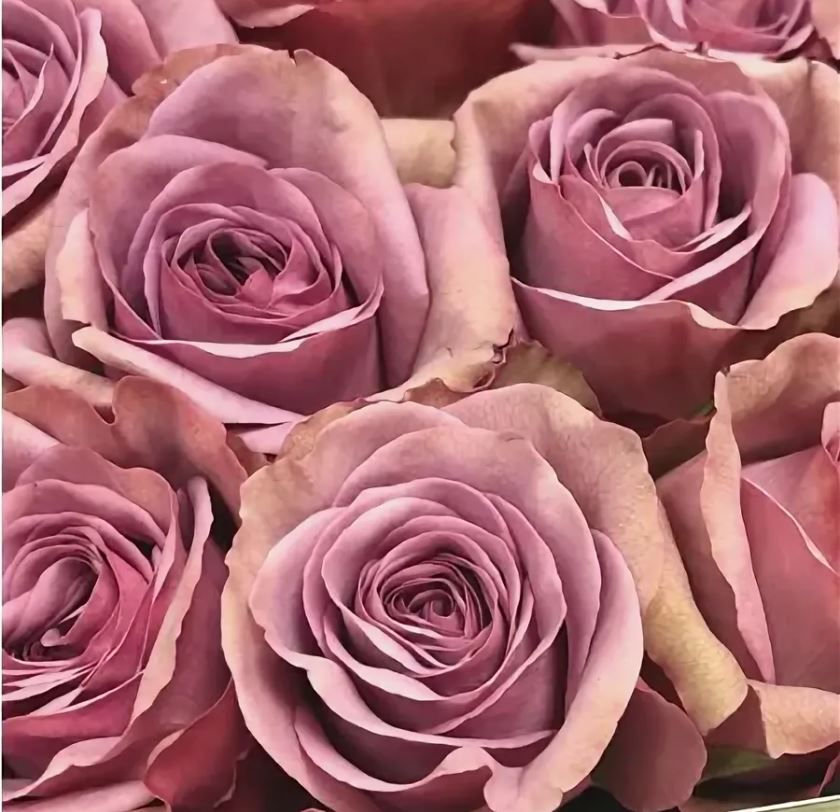 Чайно-гибридная роза Монмартр (Montmartre) – характеристика и описание сорта с фото, отзывы садоводов | Название сайта