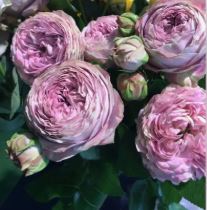 Блоссом Бабблс (Blossom Bubbles) НЕКОНДИЦИЯ