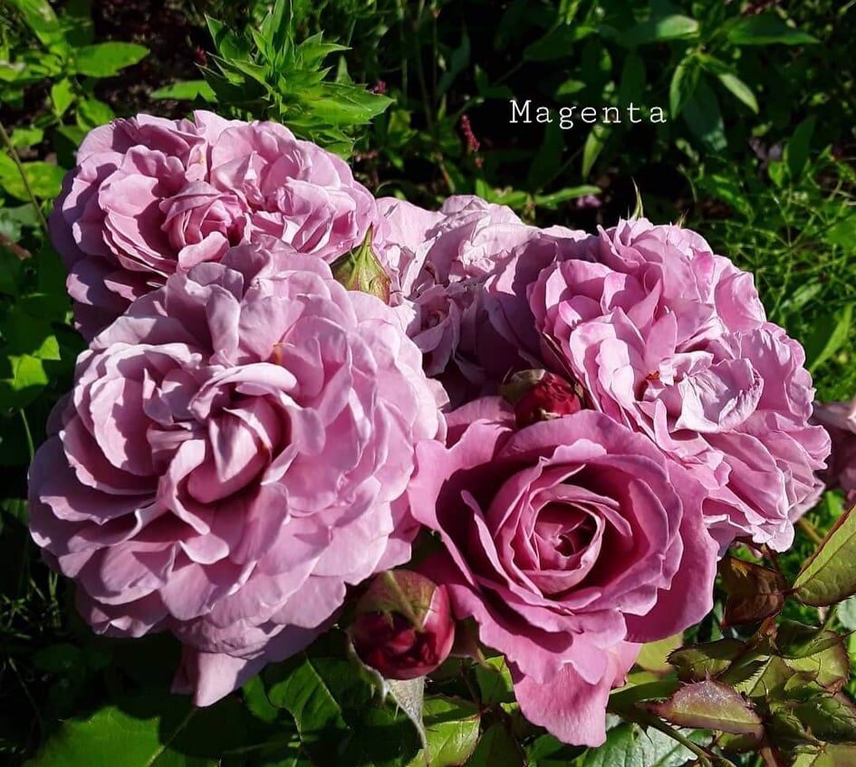 Маджента (Magenta) НОВИНКА ФЛОРИБУНДА