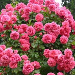 Розариум Ютерзен (Rosarium Uetersen) НОВИНКА НЕКОНДИЦИЯ