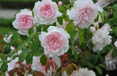 Барбара Остин ( Barbara Austin) НЕКОНДИЦИЯ