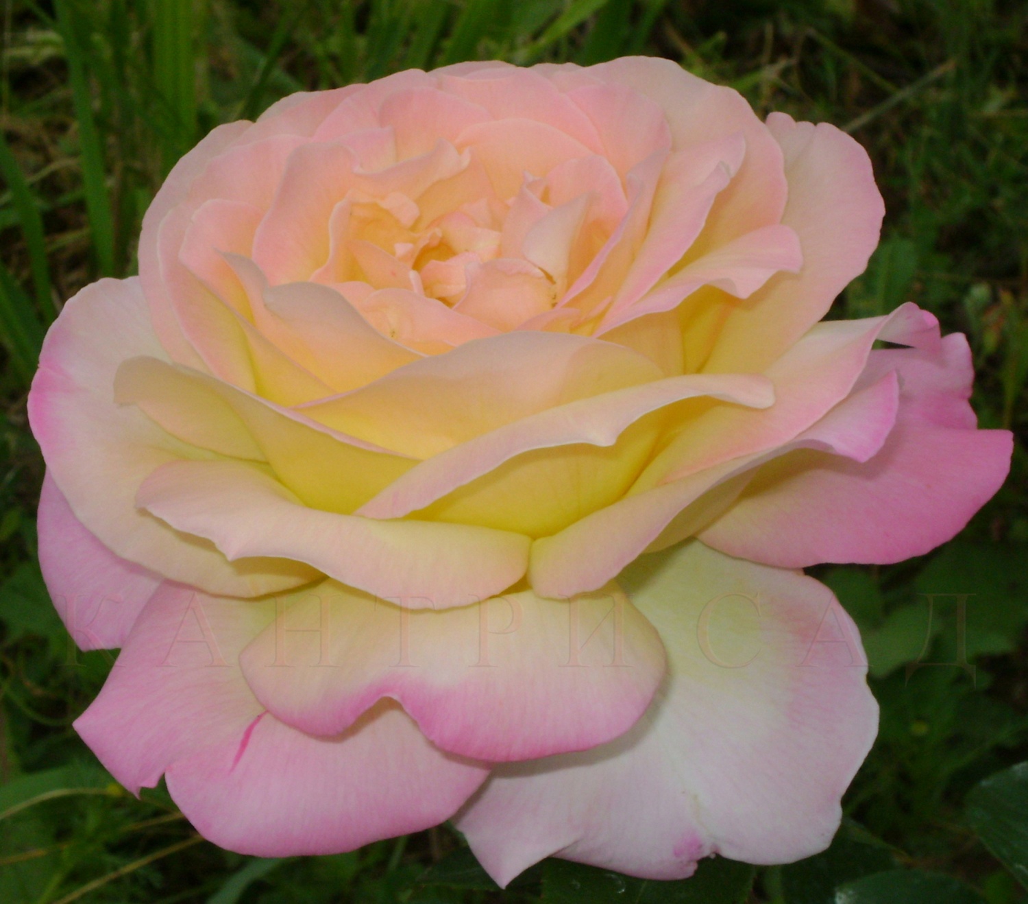 Глория Дей (Gloria Dei) фото и описание купить розы в Воронеже доставка
