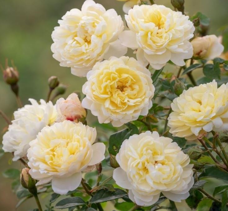 Най Биван (NYE BEVAN) НОВИНКА АНГЛИЙСКАЯ НЕКОНДИЦИЯ