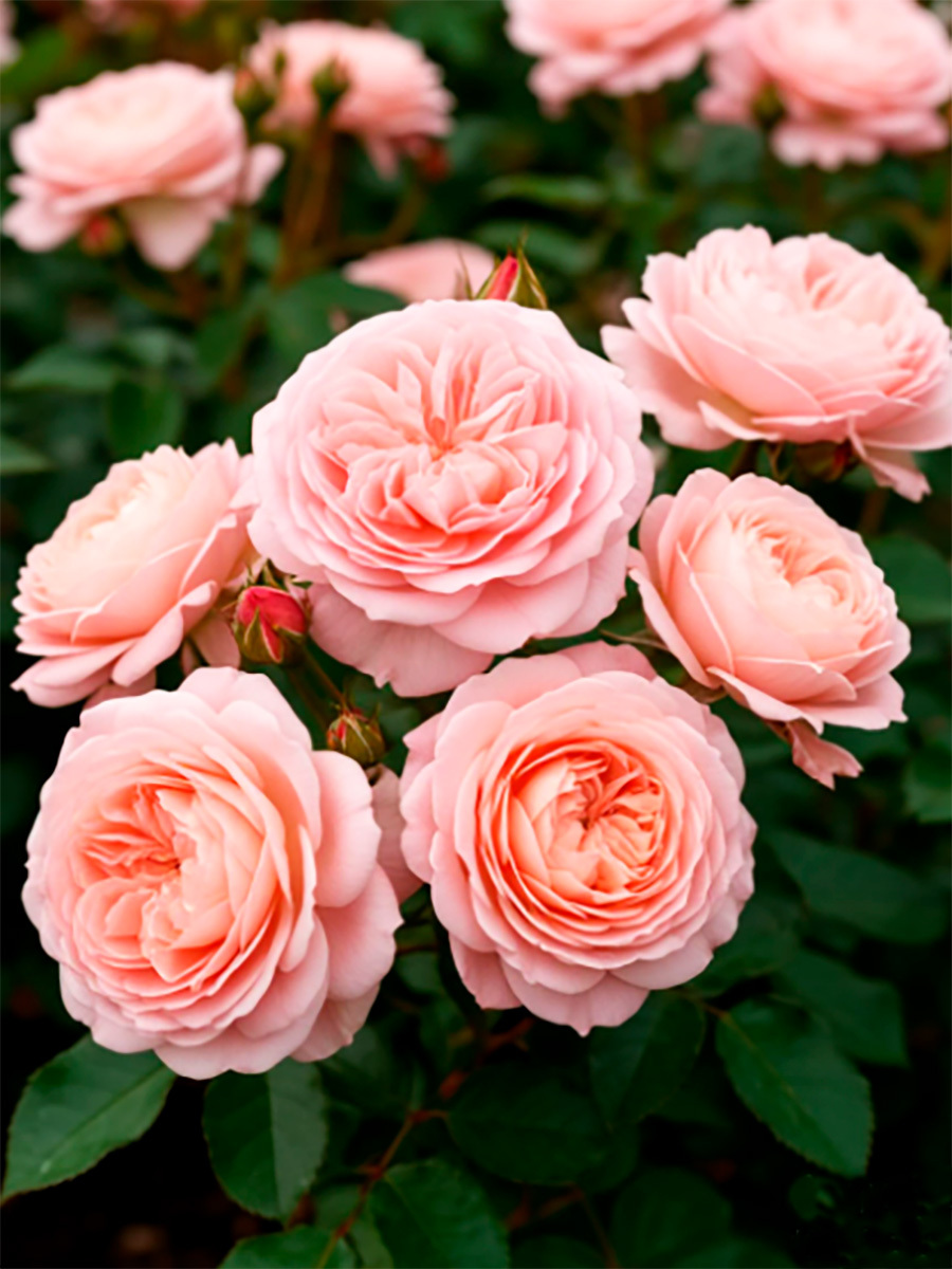 Салманасар (Salmanasar) НОВИНКА ЧАЙНО-ГИБРИДНАЯ