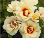 Глориос Бэбилон Айз (Glorious Babylon Eyes) НЕКОНДИЦИЯ