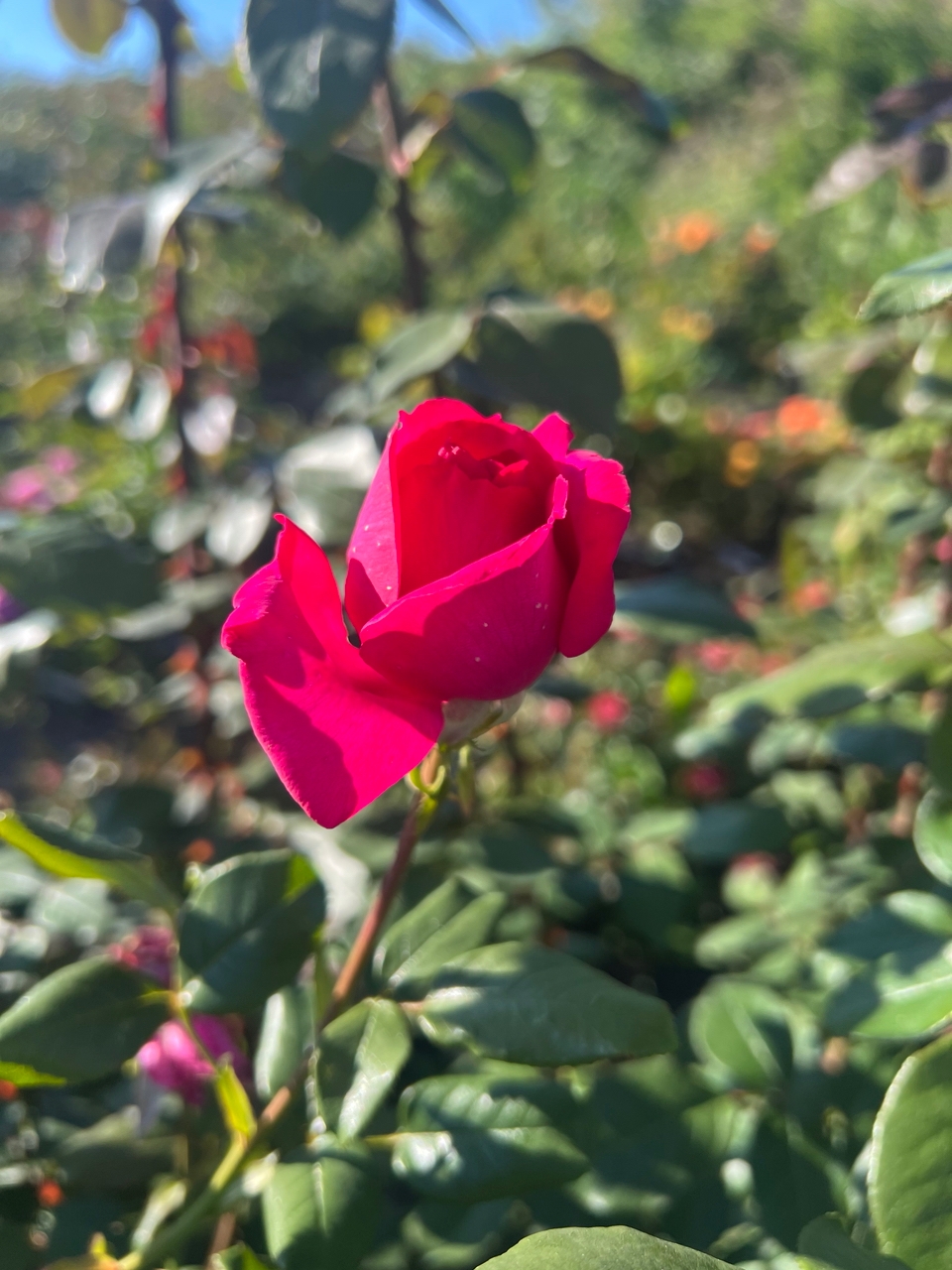 Пинк Фламинго ( Pink Flamingo) НОВИНКА ЧАЙНО-ГИБРИДНЫЕ