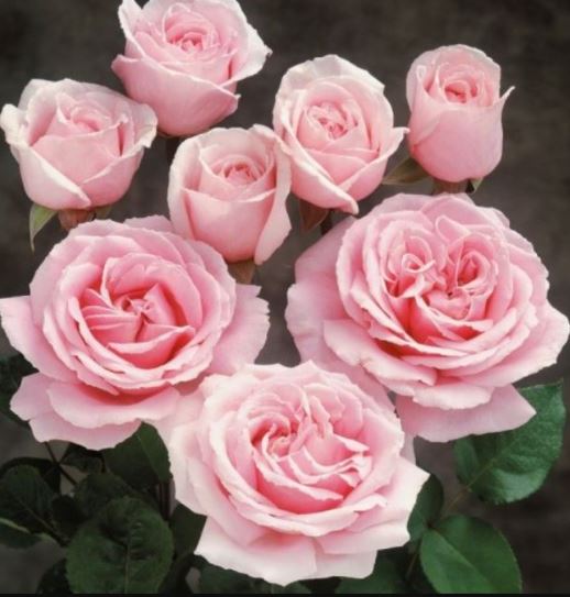 Фредерик Мистраль (Frederic Mistral)  НОВИНКА ЧАЙНО-ГИБРИДНАЯ НЕКОНДИЦИЯ