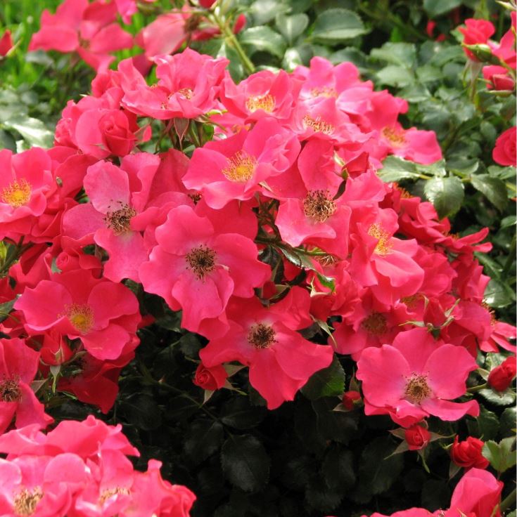 Штадт Ром (Stadt Rom) НЕКОНДИЦИЯ