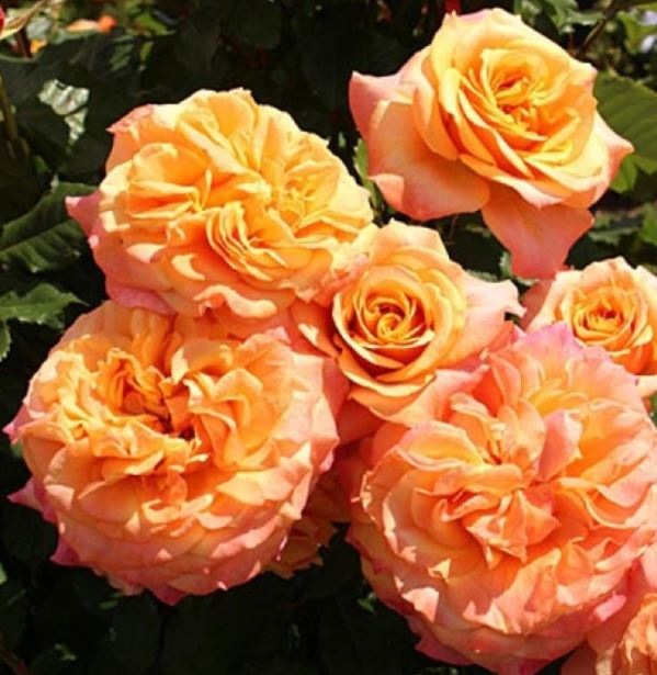 Ла Вилла Котта (La Villa Cotta) НОВИНКА ШРАБ НЕКОНДИЦИЯ