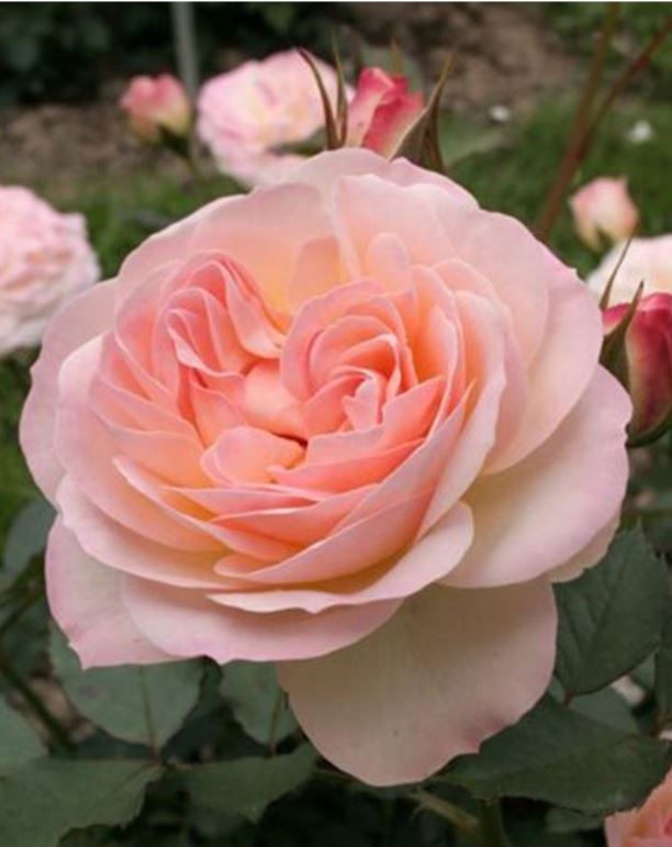 Фондант/Пастелла(Fondant / Pastella) НОВИНКА ФЛОРИБУНДА НЕКОНДИЦИЯ