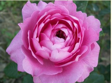 Шантал Мерье (Chantal Merieux) НЕКОНДИЦИЯ