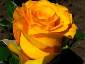 Керио (Kerio) НЕКОНДИЦИЯ