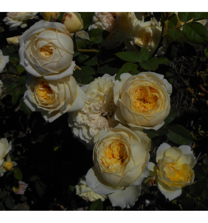 Аликс Симфони (Allux Symphony) НОВИНКА АНГЛИЙСКИЕ