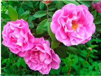 Тереза Багнет (Therese Bugnet) НЕКОНДИЦИЯ