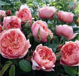 Алнвик роуз  (The Alnwick Rose) НЕКОНДИЦИЯ