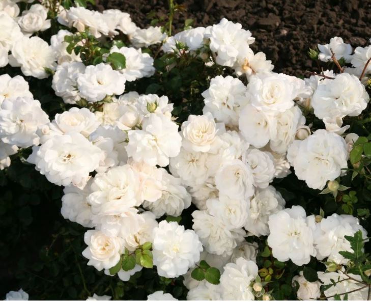 Кастельрутер Шпатцен (Kastelruther Spatzen) НЕКОНДИЦИЯ