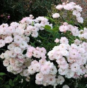 Петите де Тер Франш (Petite De Terre Franche) НЕКОНДИЦИЯ