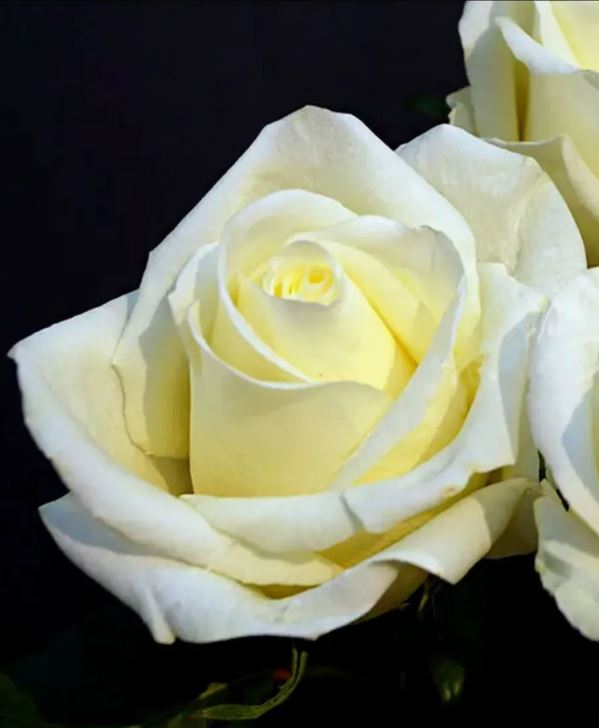 Белый шоколад (White chocolate) НОВИНКА ЧАЙНО-ГИБРИДНАЯ