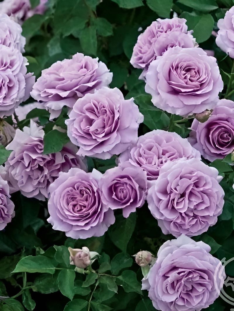 Кантри Спирит Сонг (Country Spirit Song) НОВИНКА СПРЕЙ