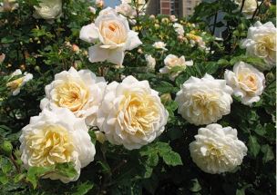 Крокус Роуз (Crocus Rose) НЕКОНДИЦИЯ