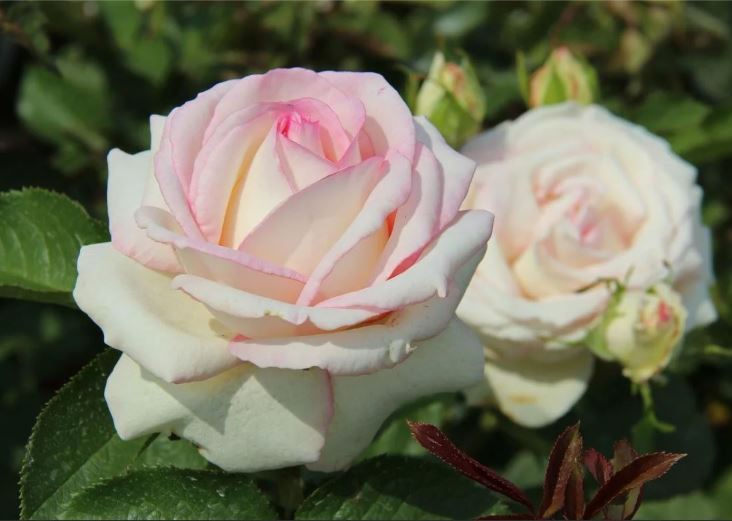 Мунстоун (Moonstone) НЕКОНДИЦИЯ