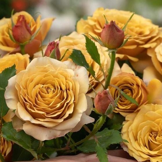 Пайн Дрим(Сосновая Мечта)(Pine Dream) НОВИНКА ЯПОНСКАЯ