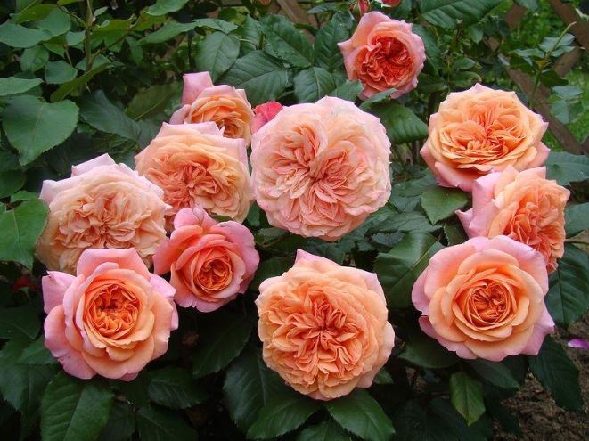 Чиппендейл (Chippendale) НЕКОНДИЦИЯ