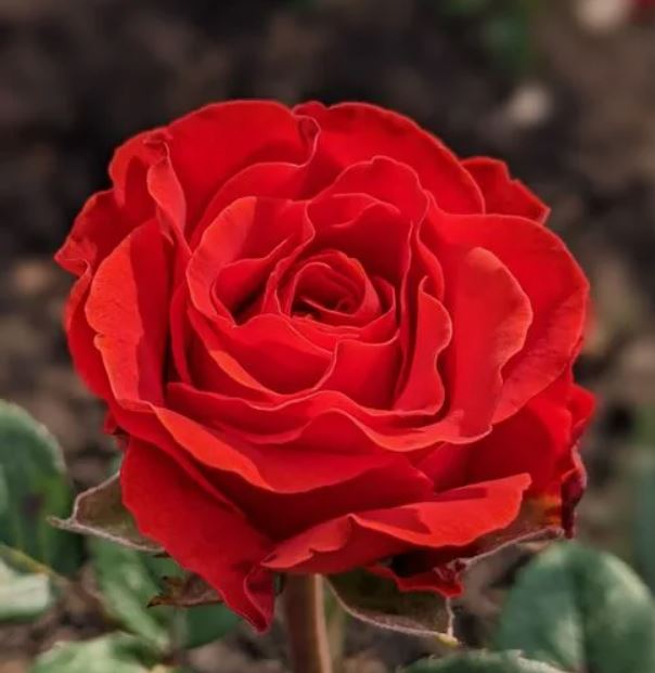 Родео (Rodeo) НОВИНКА ФЛОРИБУНДА НЕКОНДИЦИЯ